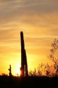saguaro.jpg