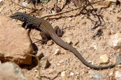 gc22_090526_111529_dmc-tz5