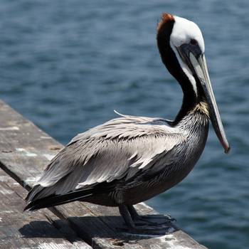 pelican_090518_132207_5d